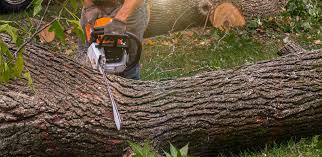 How Our Tree Care Process Works  in  Eastmont, WA